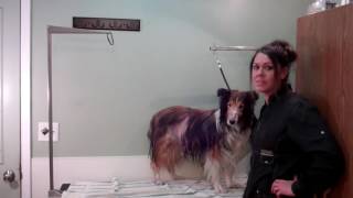 Cushings Disease in Pets [upl. by Bolger985]