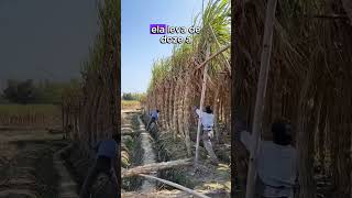 Você não sabe o segredo por trás dessa gigante plantar curiosidades plantas plantado [upl. by Gerladina]