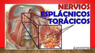 🥇 NERVIOS ESPLÁCNICOS TORÁCICOS Anatomía Función ¡Fácil Explicación [upl. by Walls168]