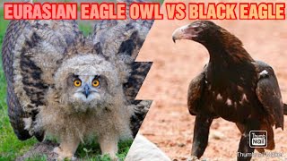 VERREAUXS BLACK EAGLE VS EURASIAN EAGLE OWL  MEDIUM SIZED EAGLE VS LARGEST OWL [upl. by Demaria]