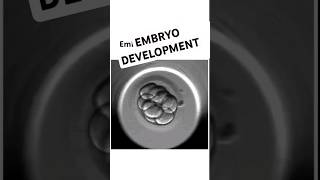 Embryo development shorts mbbs femalereproductivesystem pregnancy [upl. by Tracey]