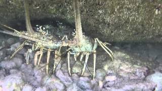 Snorkeling at Topsider Resort Florida Keys 2016 [upl. by Chavez]