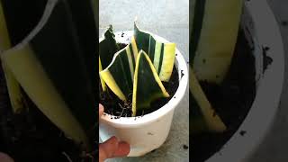 NEVER Propagate Snake Plant From LEAF Heres WHY [upl. by Verena]