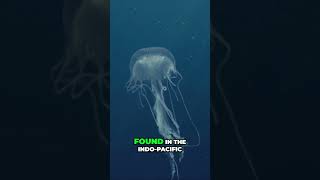 BOX JELLYFISH DEADLIEST Water animal facts oceanlife jellyfish deadly [upl. by Enneyehs]