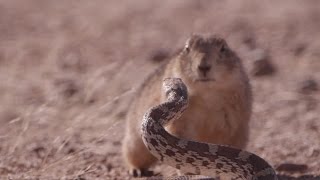 O ‘duelo’ documentário da BBC mostra roedor enfrentando cobra para defender seus filhotes [upl. by Utham226]