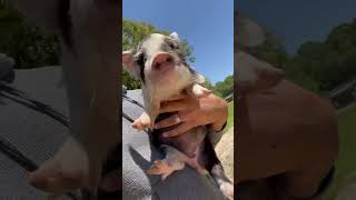 Baby pigs squealing 🐽 [upl. by Iredale]