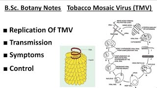 BSc Botany Replication Of TMV Tobacco Mosaic Virus TransmissionSymptoms And Control Of TMV tmv [upl. by Aitnas292]