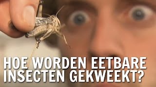 Hoe worden eetbare insecten gekweekt  De Buitendienst over insecten [upl. by Lalita523]