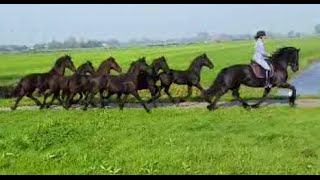 Bring Royal Friesian horses to the pasture It Swarte Goud [upl. by Kolnick]