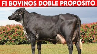 🔴 F1 Importancia Del CRUCE Para Tener Bovinos DOBLE PROPOSITO ✅ Vacas Lecheras Doble Propósito [upl. by Jessi]