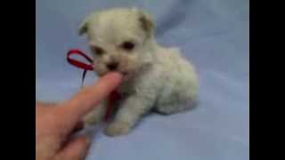 Micro teacup maltipoo puppy for sale [upl. by Derf]