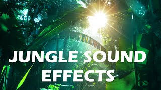 Jungle and Rainforest Sound Effects  Tropical Forest Ambiences from Costa Rica [upl. by Yelnats444]