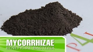 Stronger Plants More Flowers 🌼 How Mycorrhizae Help Your Garden [upl. by Yenterb]