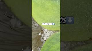 ASI SE VEN LOS HUEVECILLOS DEL PEZ BETTA HD ​⁠PEZBETTA20 peces fish [upl. by Margarida]