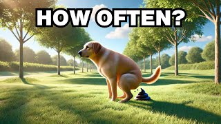 How Often Do Dogs Poop Explained [upl. by Auhso]