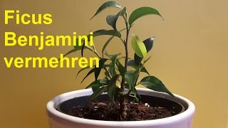 Birkenfeige Ficus Benjamini vermehren durch Stecklinge  Ableger Ficus Benjamina [upl. by Earised]