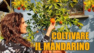 🍊🌱 Far germogliare il SEME del MANDARINO  Coltivare il Mandarino 👩🏼‍🌾 [upl. by Nodnarbal]