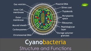 Cyanobacteria  Structure and Functions  Basic Science Series [upl. by Pernas]