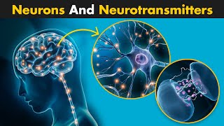 Neurons And Neurotransmitters  A Complete Guide [upl. by Zoba]