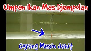 Part 2  Umpan Ikan Mas Djempolan [upl. by Abate44]