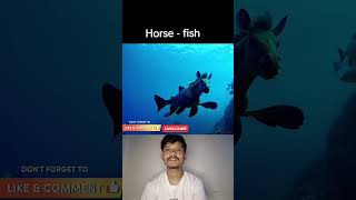 Type of new generation fish🤣🤣pigfish funny dogfish veryfunny horsefish viralshort [upl. by Anirrak]