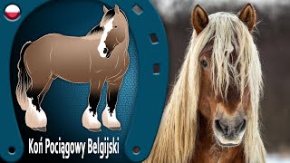 KOŃ POCIĄGOWY BELGIJSKI potomek koni bojowych średniowiecza RASY KONI [upl. by Aicilaana]