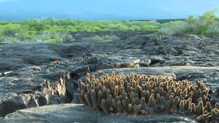 Fernandina The Most Pristine Galápagos Island [upl. by Jew]