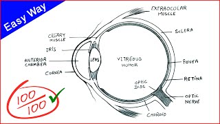 Eye Diagram drawing CBSE  easy way  draw Human eye anatomy  Step by step for beginners [upl. by Asiilanna]