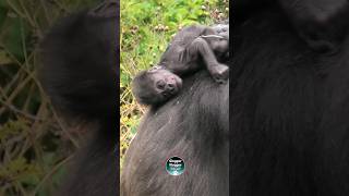 Gorilla Hasani as a Newborn gorillas babyanimals [upl. by Reggy]