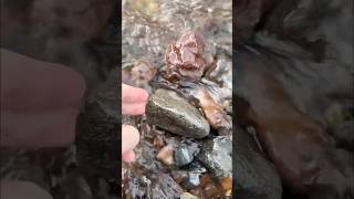 Finding porphyry in a river along the north shore [upl. by Haveman]