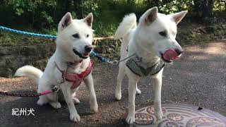 お城の動物園だより〜紀州犬（ニュース和歌山210508） [upl. by Arramat876]