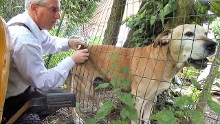 Taming Of A Junk Yard Boerboel Guard Dog  Friends At Last After Years Of Hatred [upl. by Ydoc]