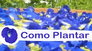 Como plantar a Flor Fada Azul  Clitoria ternatea [upl. by Mauer457]