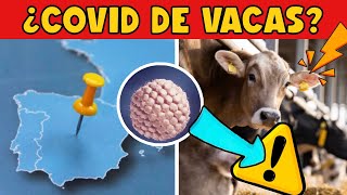 ¡CUIDADO ¿COVID DE LAS VACAS ESPAÑA REGISTRA AVANCE DE NUEVA ENFERMEDAD [upl. by Stalk669]