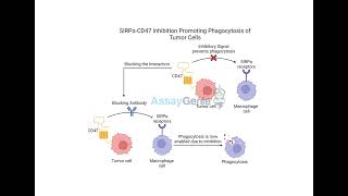 SIRPα Inhibition Clearing Tumors by Promoting Phagocytosis [upl. by Elfont]