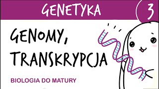 Genetyka 3  Genomy  porównanie transkrypcja  matura z biologii rozszerzona liceum [upl. by Ajit700]