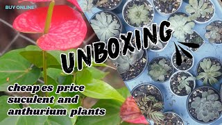 succulent plant unboxing anthurium plant unboxing how to buy cheap price succulent plant [upl. by Leay]