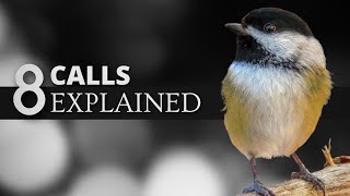 8 Blackcapped Chickadee Calls EXPLAINED [upl. by Eldreda940]