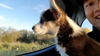 CORGI PUPPY FIRST CAR RIDE  Hiro the Corgi [upl. by Carlynne944]