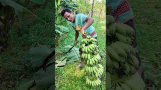 জঙ্গলের মধ্যে আমার দেশি কবরী কলার গাছ banana bananafarmer farmer agriculture farmlife [upl. by Tran]