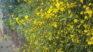 ดอกมะลิฤดูหนาวสีเหลือง Winter Jasmine [upl. by Cheslie]