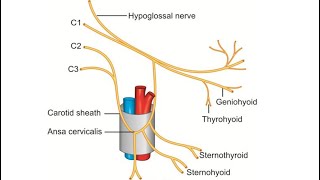 Ansa Cervicalis [upl. by Aelahs]