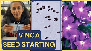 Planting Vinca Seeds 🌱🌺 Periwinkle Catharanthus [upl. by Thoer]