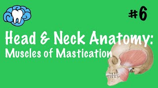 Head amp Neck Anatomy  Muscles of Mastication  INBDE [upl. by Anial728]