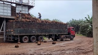 macam mana orang isi buah sawit dekat dalam lori kilang di RAMP yang besar lorisawit tkiindonesia [upl. by Ellehs307]