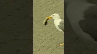 Baby Duck Eaten By Seagull [upl. by Beyer]