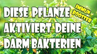 Diese Pflanze aktiviert deine probiotischen Bakterien  Immunsystembooster Darmflora aufbauen [upl. by Aeuhsoj108]