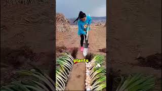 Chicken coops made from waste chaff in Thailand 😯 chaff chicken [upl. by Arun891]