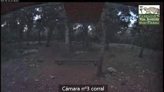 WEBCAM Corral fvsm Mallorca [upl. by Nylde]