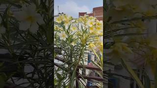 Oleander plant🌱shortvideo caretips floweringplant allahabad [upl. by Jorie866]